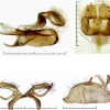 lyc. tityrus genitalia